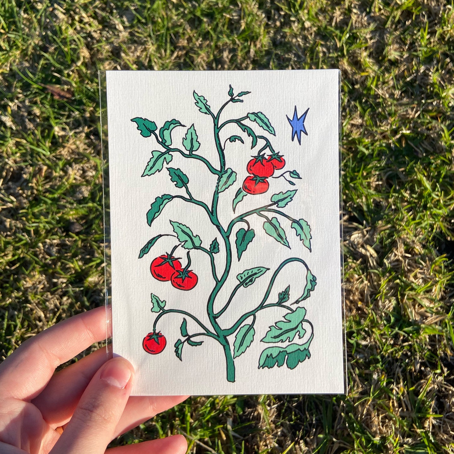 A6 Tomato Print